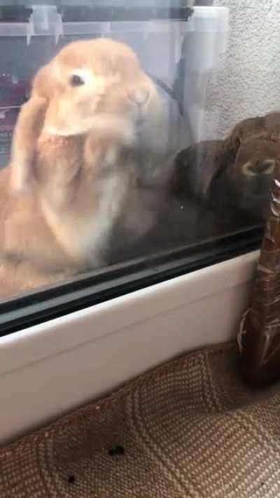 This may just be the cutest video I’ve ever taken of my babies!