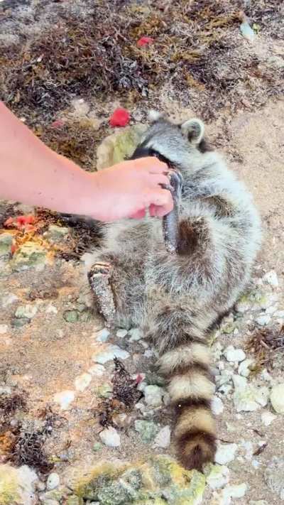 Trash Panda island in FL!