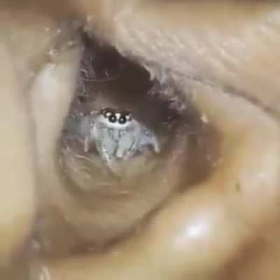 Spider bro: Do you mind? It&rsquo;s 3 am and you&rsquo;re invading my home. Leave me alone!