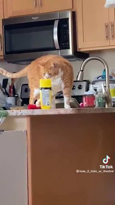 Payback 🐱