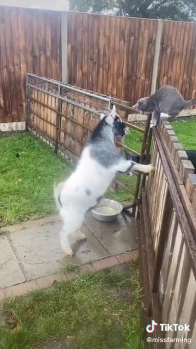 What did the goat say to the cat?