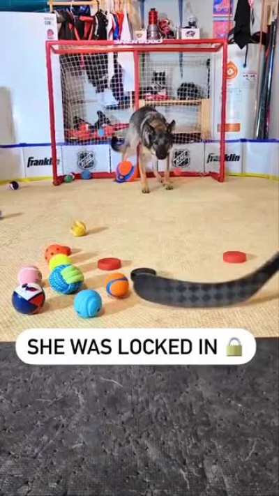 It’s amazing how focused this german shepherd is