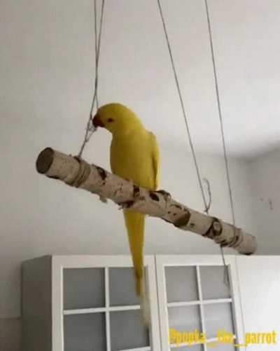 Gravity Wins