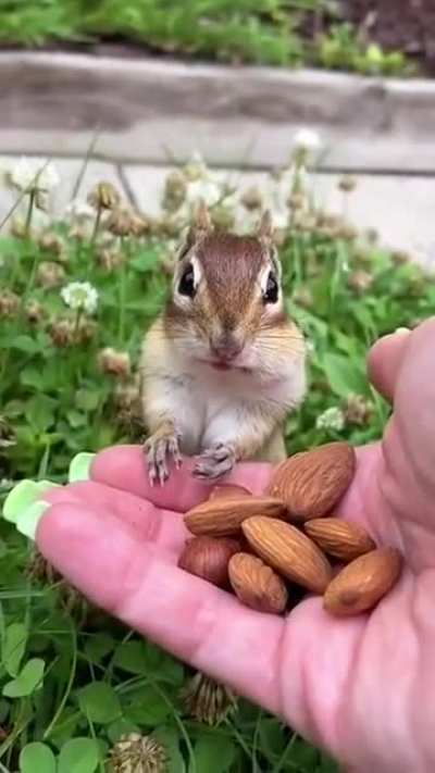 Just A Cute Little Chipmunk &amp;amp; His Nuts...