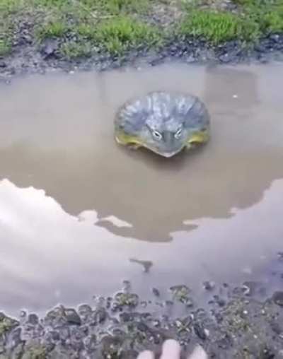 WCGW trying to mess with an absolute unit of a frog