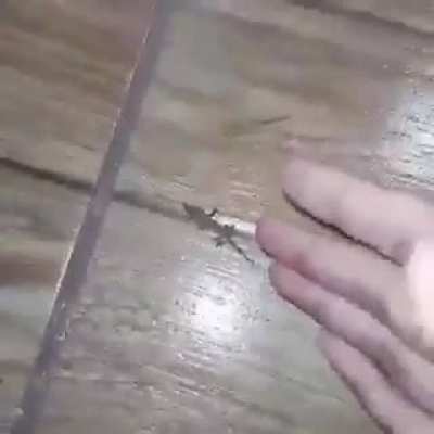 MEU HUMOR T&Aacute; QUEBRADO EU T&Ocirc; RINDO DISSO