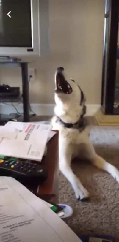 Just your average day in a husky&rsquo;s life