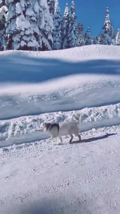 Happiest fella out there