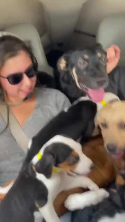 A woman embarked on a rescue mission in a plane to save 27 puppies from a "kill shelter" in Alabama