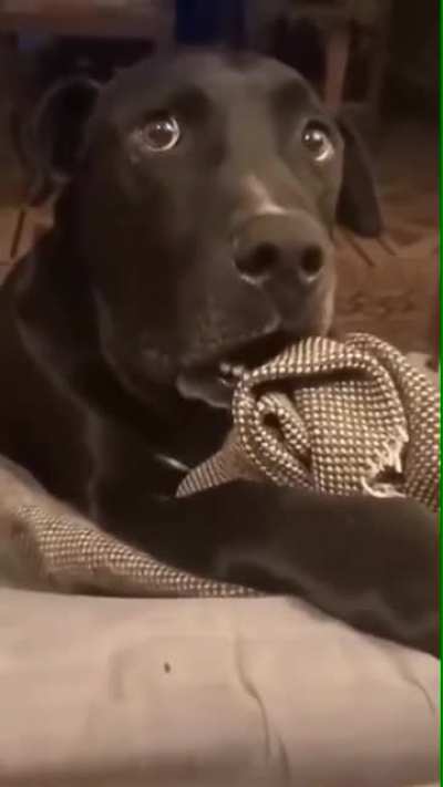 &ldquo;The neighbor came by and said that their dog is pregnant. Do you know anything about that?!&rdquo;