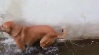 perro tabasque&ntilde;o