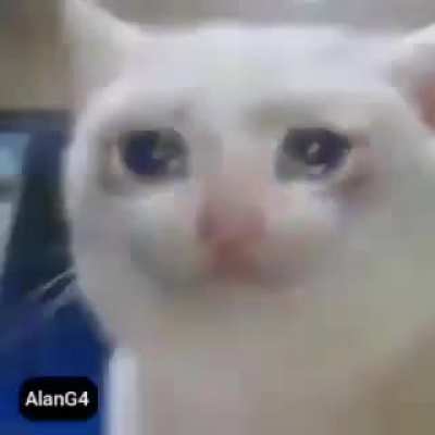 Gatinheos