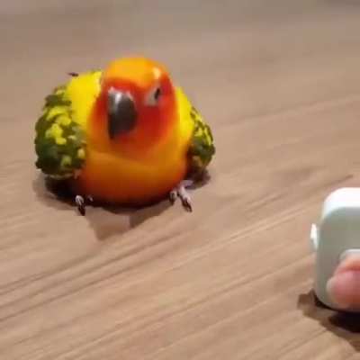 Fuck it, birb