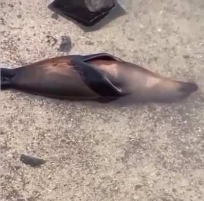 Seals can stay under water as long as 30 minutes and dive as deep as 600 feet. And sometimes they just like to blow bubbles.