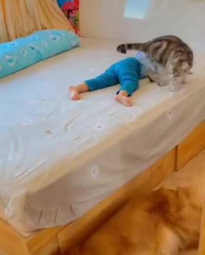 This cat protects a little girl from falling off the edges of different home furniture by blocking her path, making her go to the safe part of the furniture and staying watch by the edge even while she&rsquo;s asleep to prevent her from rolling off. That&rsquo;s amaz