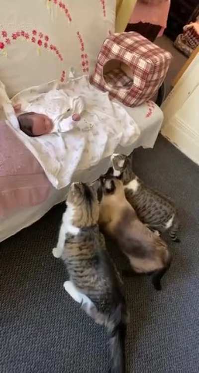 Three Wise Chonks