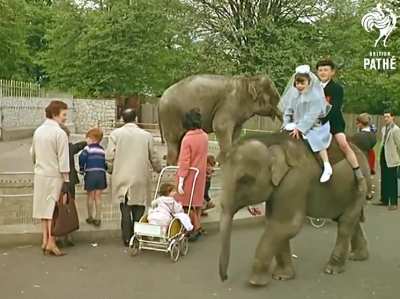 You used to be able to rent an elephant for your kids to ride around in Dublin Zoo back in the 80&rsquo;s. Well until people started suing over injured kids!