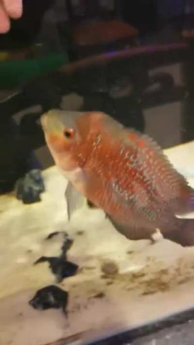 My red dragon flowerhorn, Tina Burner, being her usual cuddly self.