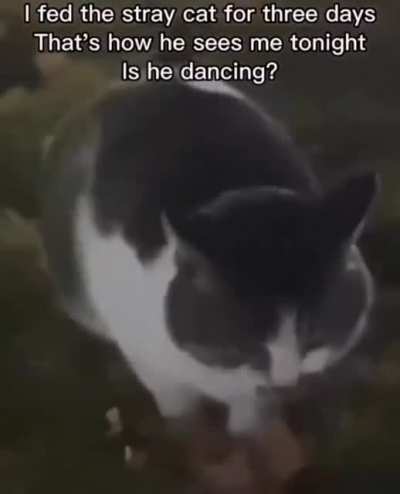 Wordington Cat