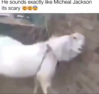 Omg he sounds exactly like Mine coal Jack's son!!!