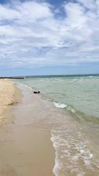 My 9 year old sausage loves the beach&hellip;&amp;amp; will tell you so