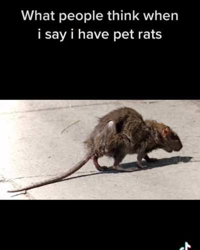 😂🐭💙