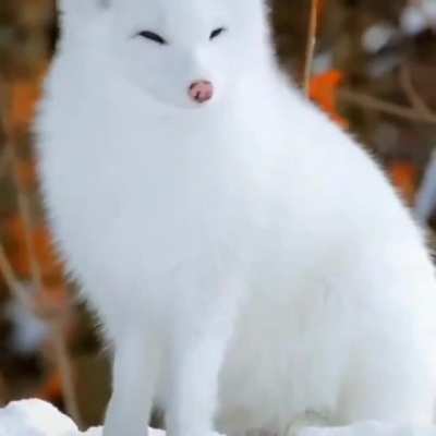 Yay foxxo is pretty