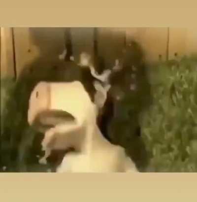 cursed_dairy section