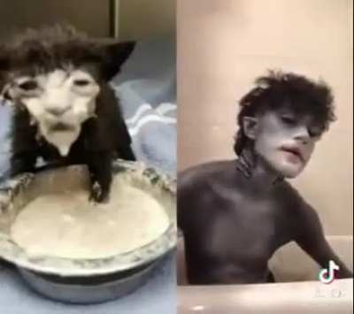Milk Cat