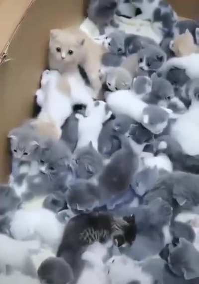 When i will be a grandmother i want to have so many cats at home
