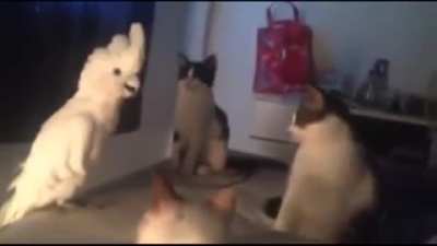Meow