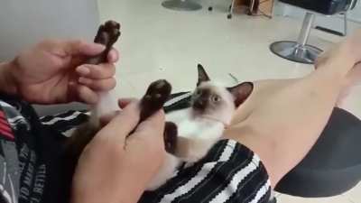 This Siamese kitty can't control his tongue when his feet get rubbed