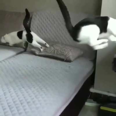 Slo-mo cat chase