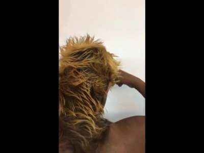 Bad hair day