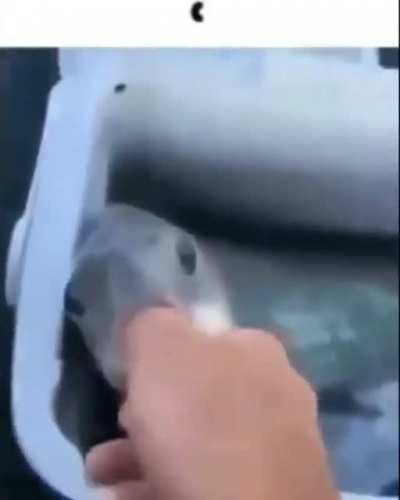 pelo menos se salvou