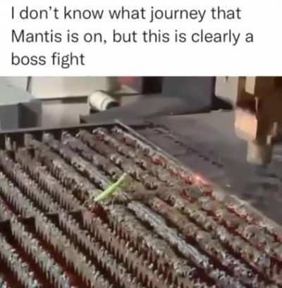 Next level mantis