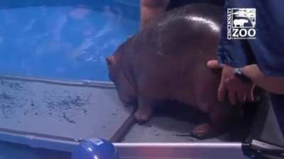 Baby Hippo learns how to use a ramp to get into her pool