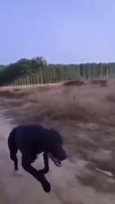 the dog was like, "i challenge you"