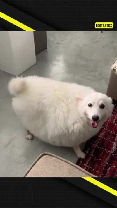 A sheep ?
