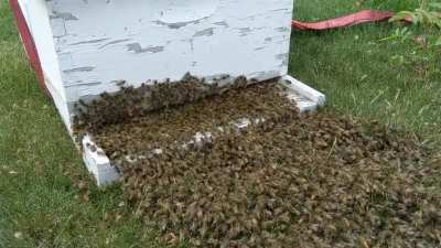 Пойманный пчелиный рой. Поставили улей рядом с пчелами, и они вошли
