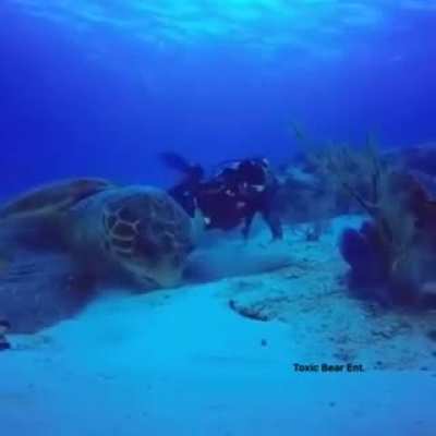 Absolutely unit sea turtle