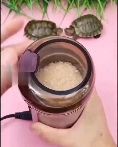 🐢