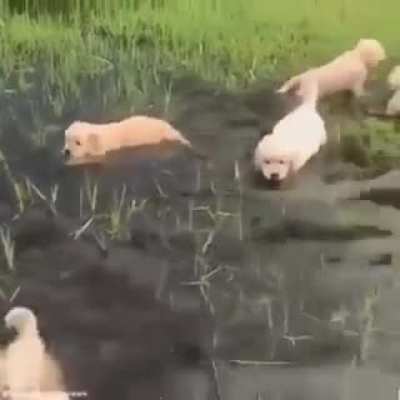 MaN SWarMeD by paCk of vICIOUS sWAmp PirANHas