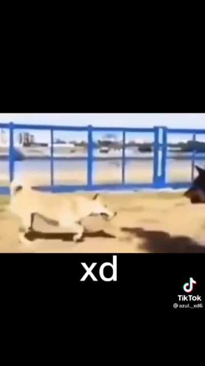 Dog