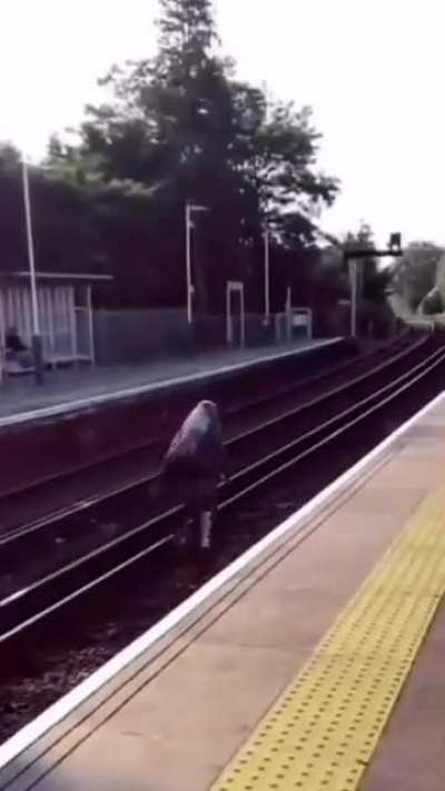 Subway Surfers