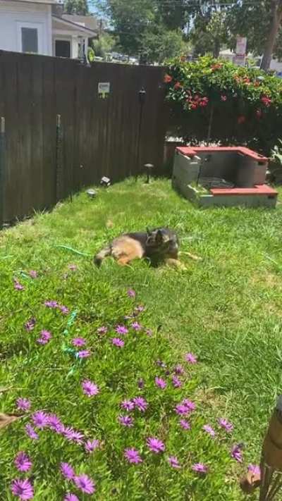 My dog celebrating summer