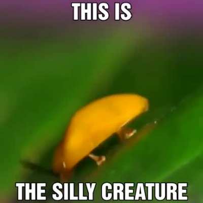 This is the silly