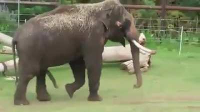 The elephant&rsquo;s penis is prehensile. They can use it to prop themselves up, swat flies from their side and scratch themselves on their stomach.
