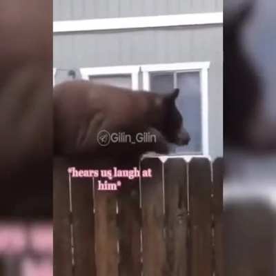 Gatinhos vers&atilde;o R&uacute;ssia