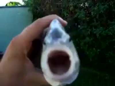 killer fish